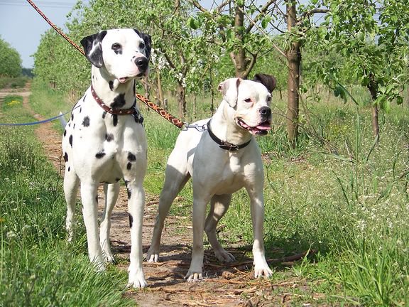 Dalmatian Frodo Polish Champion & white boxer