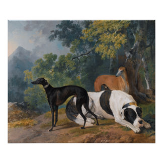 Greyhounds and mastiff by Sawrey Gilpin Poster