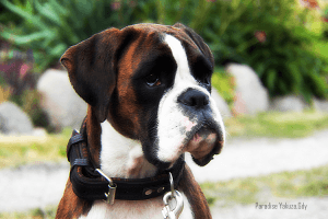 Champion Polski Ch. PL PARADISE Yakuza.Gdy (JAZZMAN v. Venusberg x SUSHI Yakuza.Gdy)