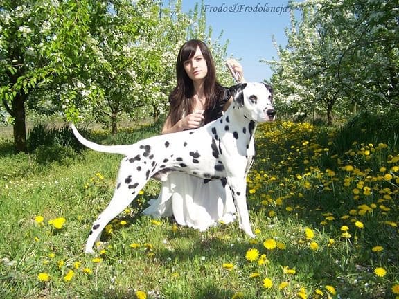 Paradise Spirit Kennel. Dalmatian Bamsej Magiczna Oaza