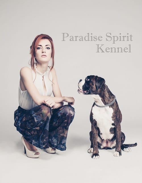 Paradise Spirit Boxer Kennel