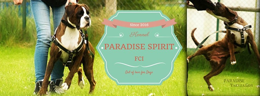 Paradise Spirit Kennel