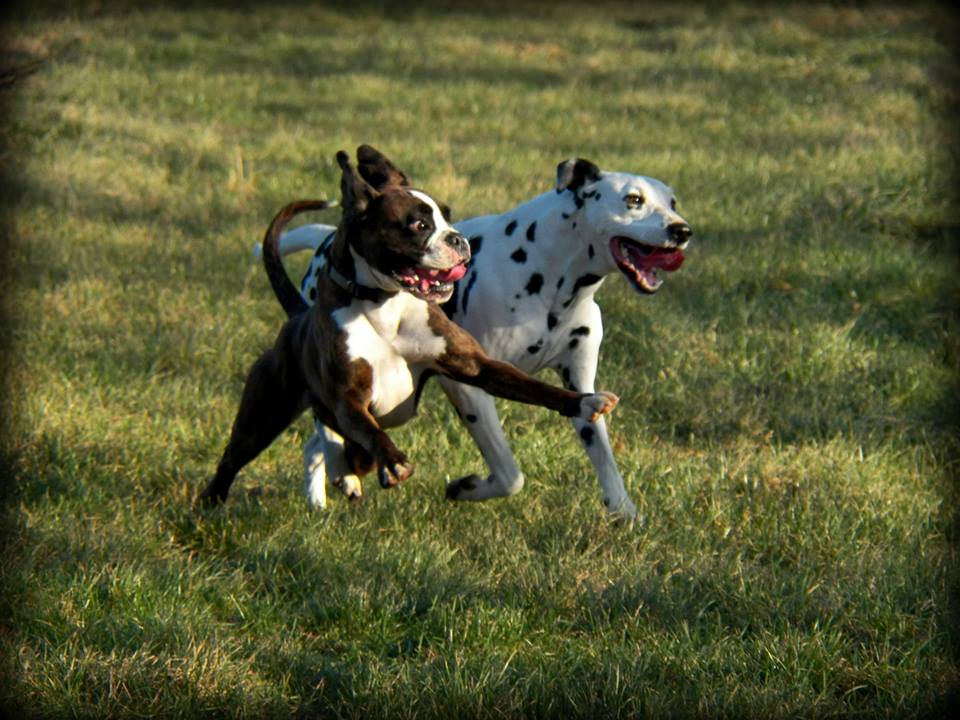 PARADISE Yakuza-Gdy. Paradise Spirit Kennel