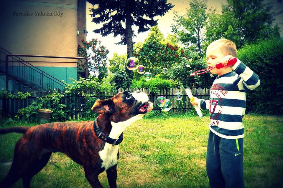 PARADISE Yakuza-Gdy. Paradise Spirit Kennel 