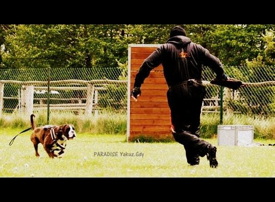 PARADISE Yakuza-Gdy. Paradise Spirit Kennel IPO