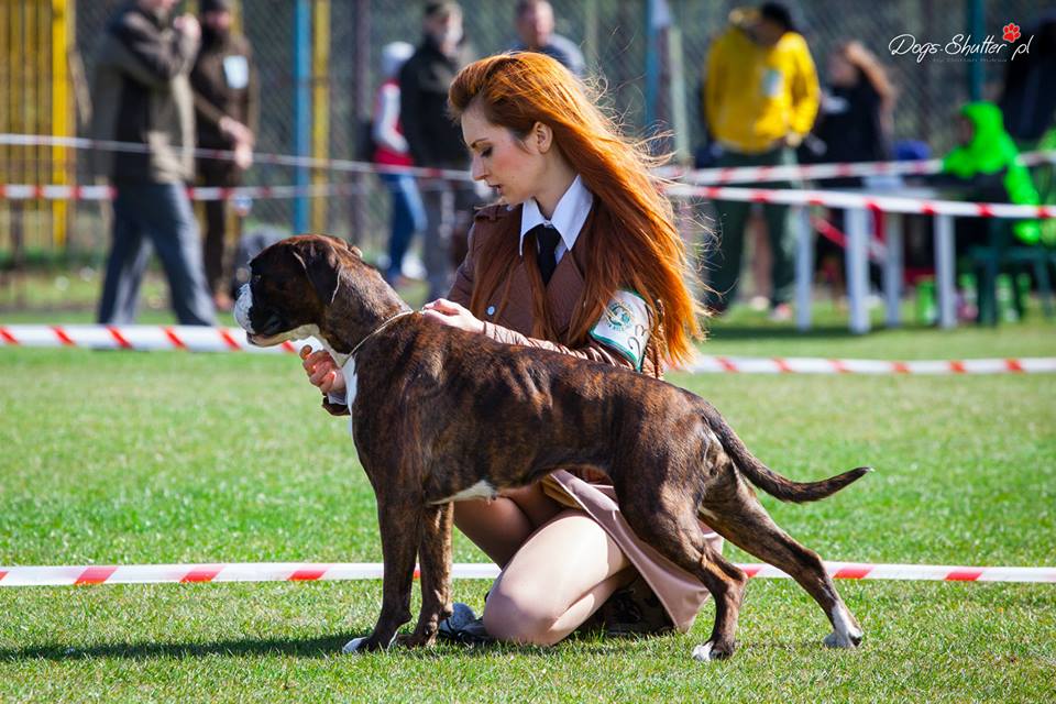PARADISE Yakzua-Gdy. Paradise Spirit Kennel
