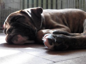 Dagga Mare Balticum. Paradise Spirit Kennel  
