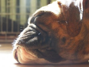 Dagga Mare Balticum. Paradise Spirit Kennel  