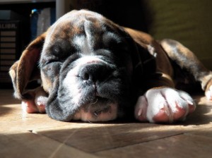Dagga Mare Balticum. Paradise Spirit Kennel  