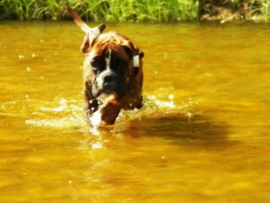 Dagga Mare Balticum. Paradise Spirit Kennel  