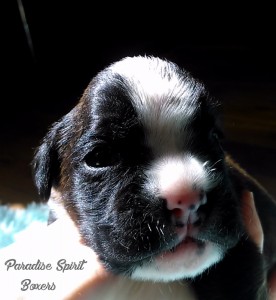 Brindle male