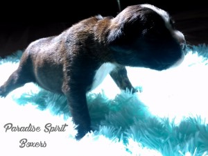 Brindle male