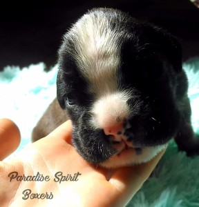 Brindle male 