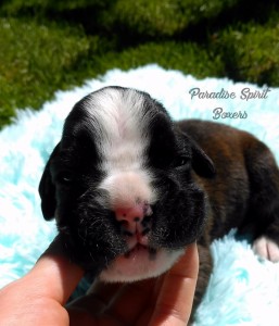 Brindle male 