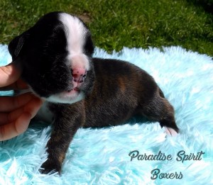 Brindle male 