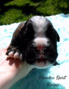 Brindle male 