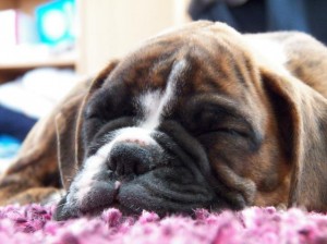 Dagga Mare Balticum. Paradise Spirit Kennel  