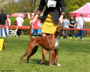 Dagga Mare Balticum. Paradise Spirit Kennel  