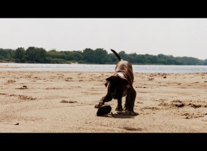 Dagga Mare Balticum. Paradise Spirit Kennel  