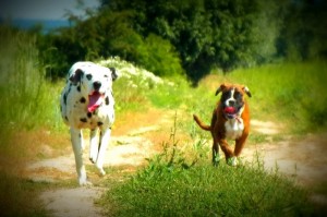 Dagga Mare Balticum & Frodo 