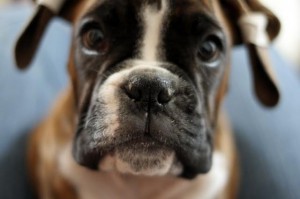 Dagga Mare Balticum. Paradise Spirit Kennel  