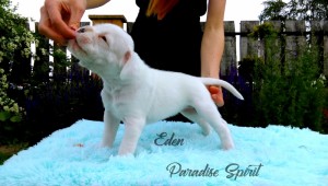 EDEN Paradise Spirit - AVAILABLE