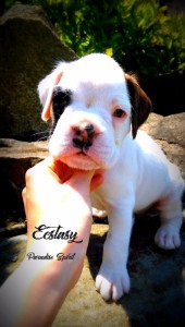 Ecstasy