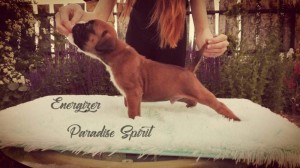 ENERGIZER Paradise Spirit - AVAILABLE