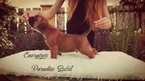 ENERGIZER Paradise Spirit - AVAILABLE