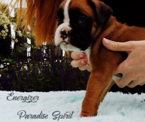 ENERGIZER Paradise Spirit - AVAILABLE