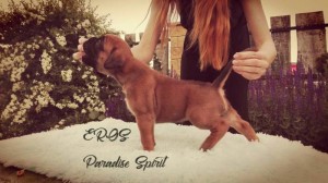 EROS Paradise Spirit - RESERVED