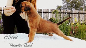 EROS Paradise Spirit - RESERVED