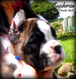 Euphoria 6 tyg