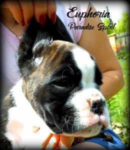 Euphoria 6 tyg