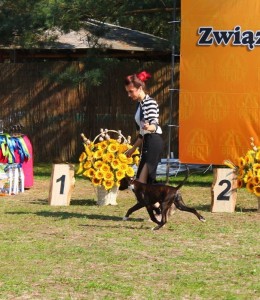 Euphoria Best Minor Puppy Centraleuropean Boxer show 5