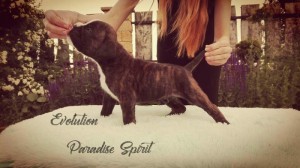 EVOLUTION Paradise Spirit - AVAILABLE