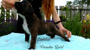 EVOLUTION Paradise Spirit - AVAILABLE