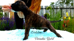 EVOLUTION Paradise Spirit - AVAILABLE