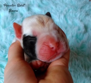 White female 1, day 1