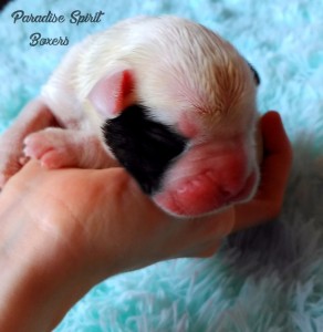 White female 1, day 1