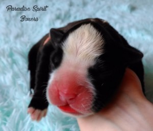 Brindle female 1, day 1;RESERVED