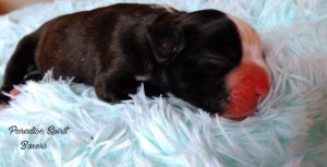Brindle female 1, day 1;RESERVED