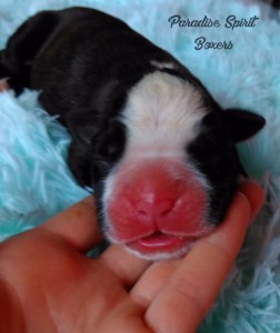 Brindle female 1, day 1;RESERVED