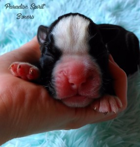 Brindle female 2, day 1NOT AVAILABLE