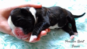 Brindle female 2, day 1NOT AVAILABLE