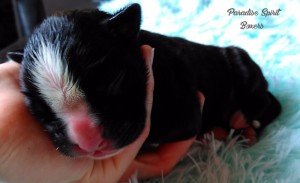 Brindle Male, day 1