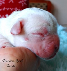 White female 2, day 1