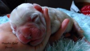White female 2, day 1