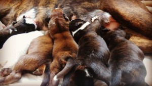 Babies, day 1