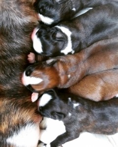 Babies, day 2